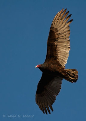 Turkey Vulture