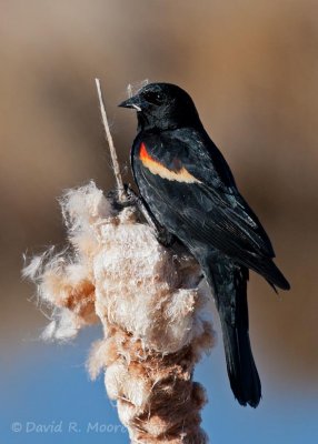 Red-winged Blackbird
