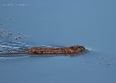 Muskrat