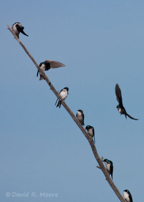 Tree Swallows