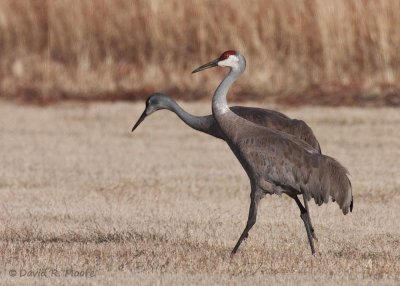 Sandhill Cranes
