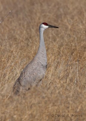 Sandhill Crane