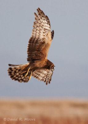Northern Harrier (f)