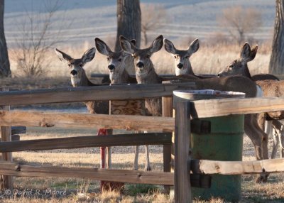 Mule Deer 