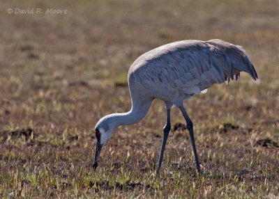 Sandhill Crane