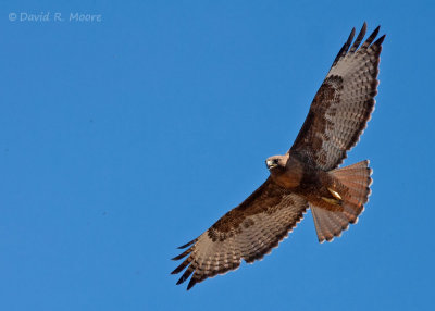 Red-tailed Hawk