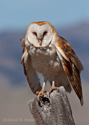 Barn Owl