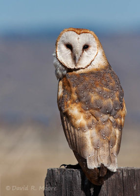 Barn Owl