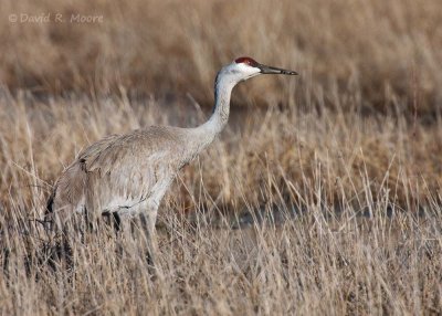 Sandhill Crane