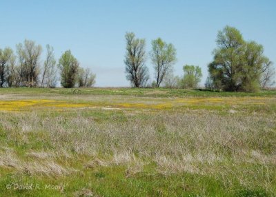 Sacramento NWR