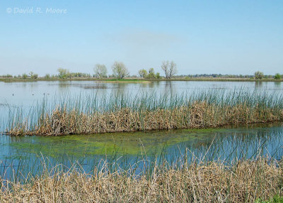 Sacramento NWR