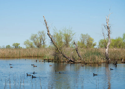 Sacramento NWR