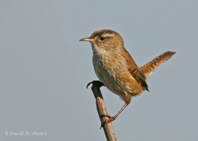 Marsh Wren
