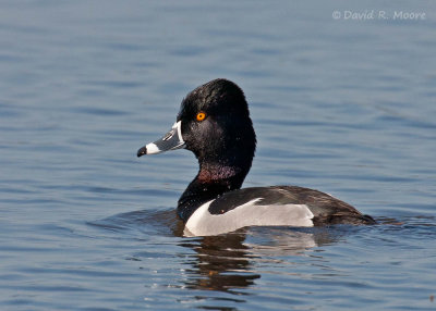 Ring-necked Duck