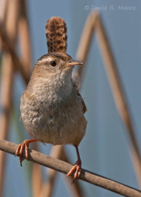 Marsh Wren