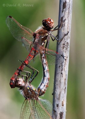 Dragonflies sp.