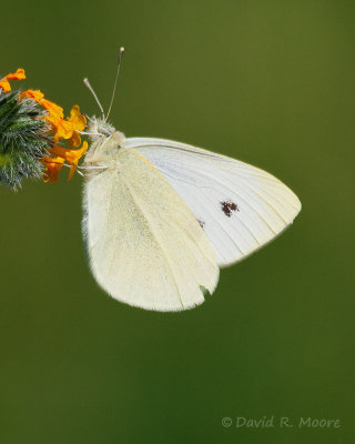Sulphur sp.