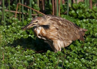 American Bittern