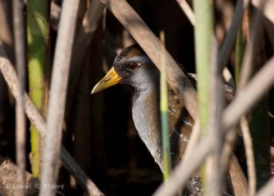 Sora