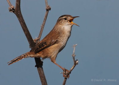 Marsh Wren