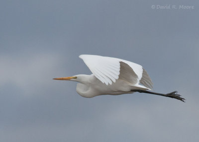 Great Egret