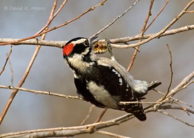 Downy Woodpecker