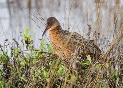 Ridgway's Rail