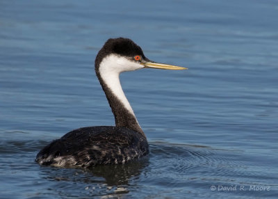 Western Grebe