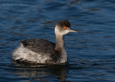 Eared Grebe