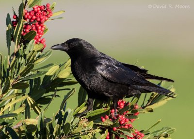 American Crow