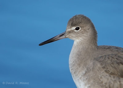 Willet