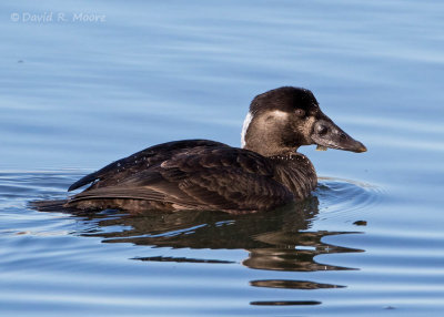 Surf Scoter