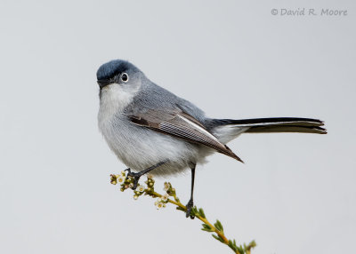 Blue-gray Gnatcatcher