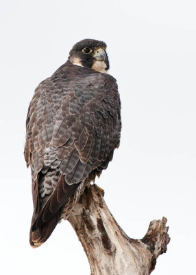 Peregrine Falcon