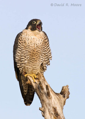 Peregrine Falcon