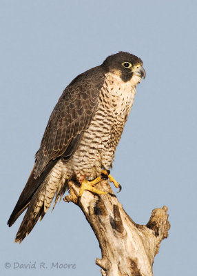 Peregrine Falcon