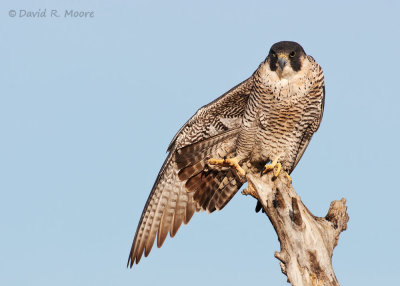 Peregrine Falcon