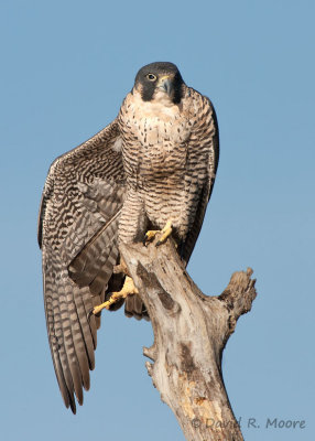 Peregrine Falcon