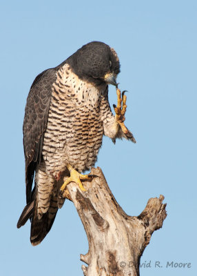 Peregrine Falcon