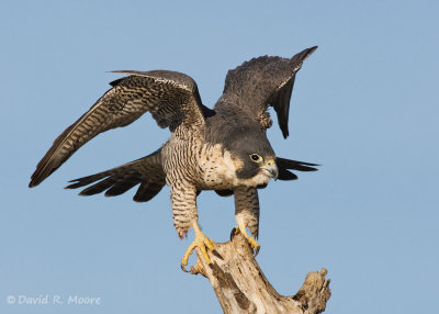 Sacramento NWR, et al. 2007