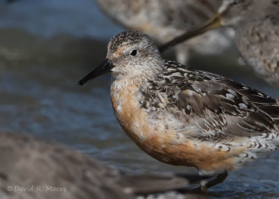 Red Knot