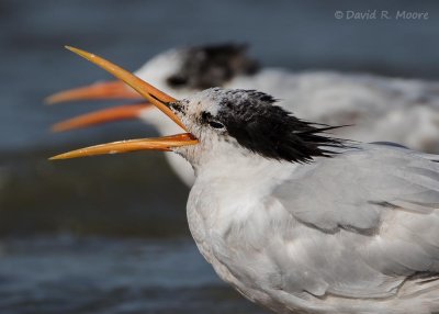 Elegant Tern