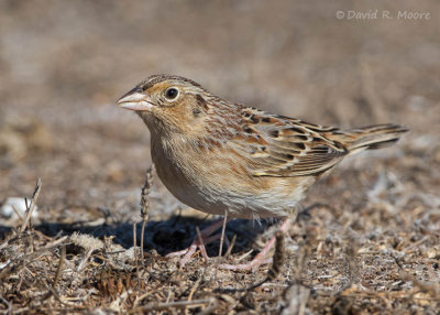 Grasshopper Sparrow