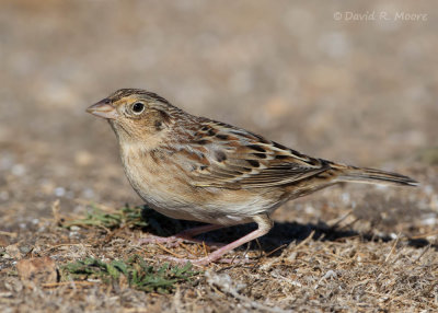 Grasshopper Sparrow