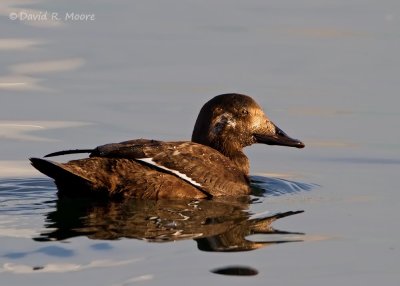 White-winged Scoter, female
