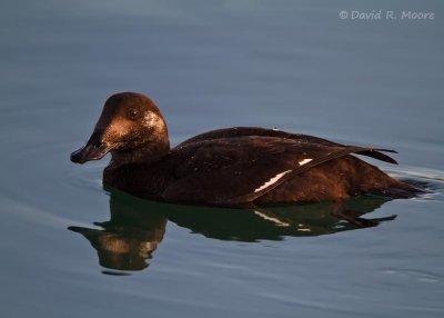 White-winged Scoter, female