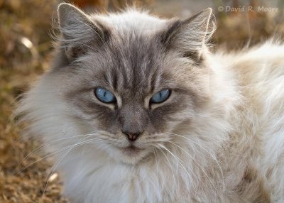 Ol' Blue Eyes