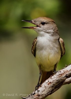Ash-throated Flycatcher