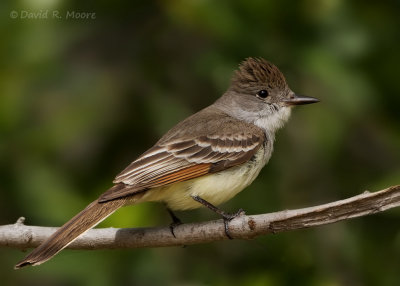Ash-throated Flycatcher