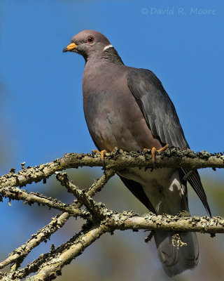 Band-tailed Pigeon